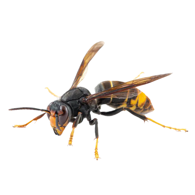 Pointe Pest Control photo 7