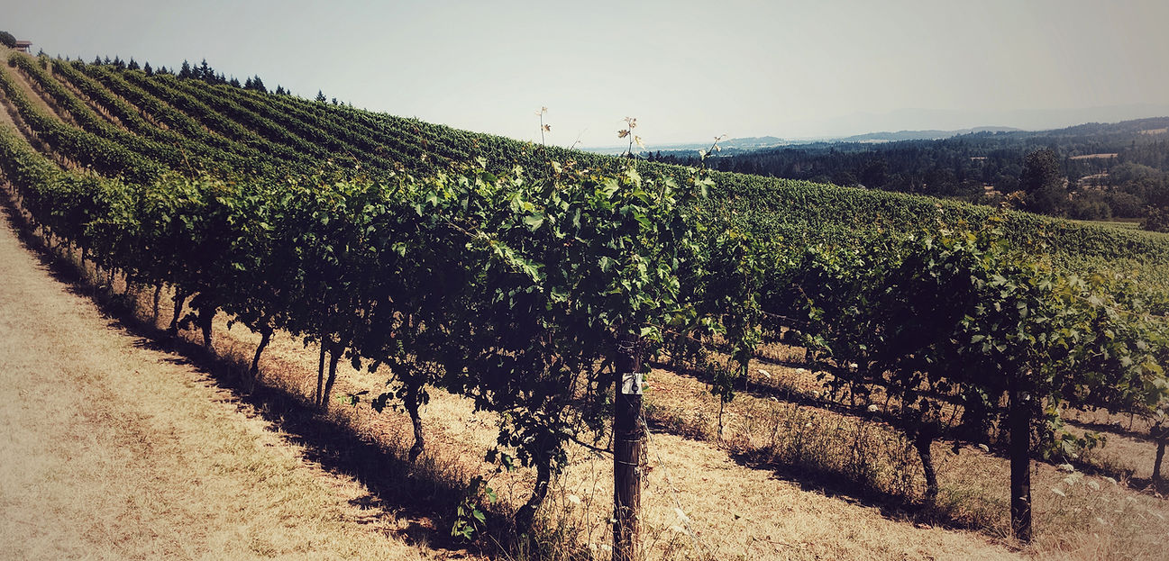 Sarver Winery photo 10