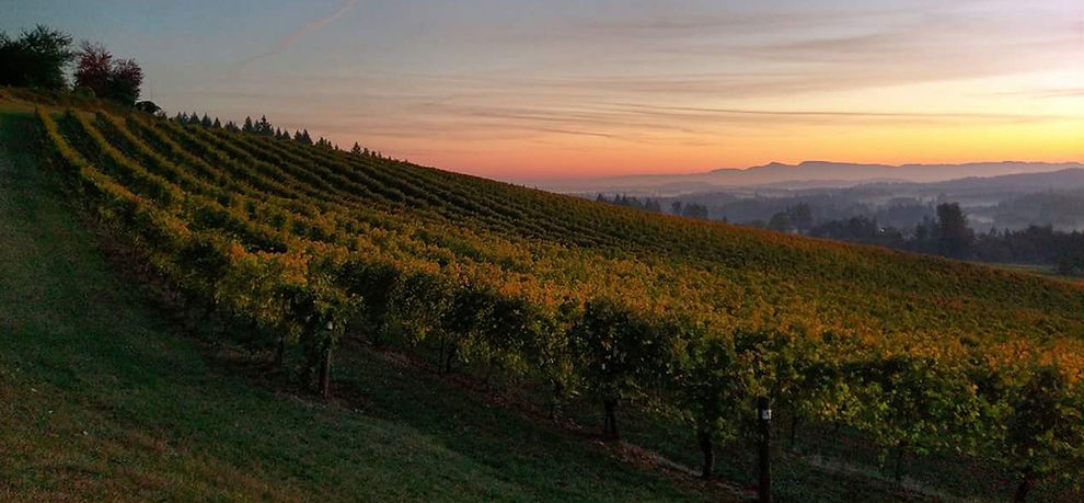 Sarver Winery photo 4