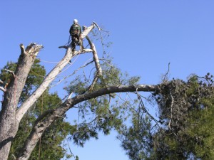Superior Tree Service photo 5