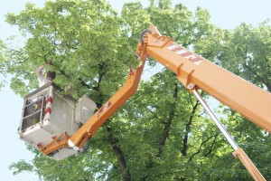 Superior Tree Service photo 6