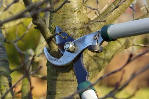 Superior Tree Service photo 3