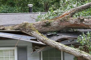 Superior Tree Service photo 4