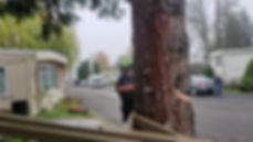 The Tree Guys Llc photo 3