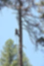 The Tree Guys Llc photo 2