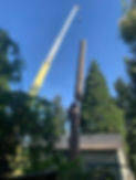 The Tree Guys Llc photo 9