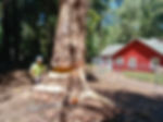 The Tree Guys Llc photo 12