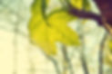The Tree Guys Llc photo 6
