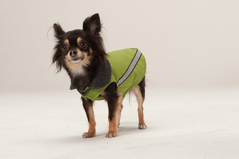 Wags! Dog Emporium photo 5