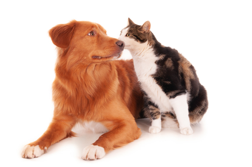 Wags! Dog Emporium photo 8