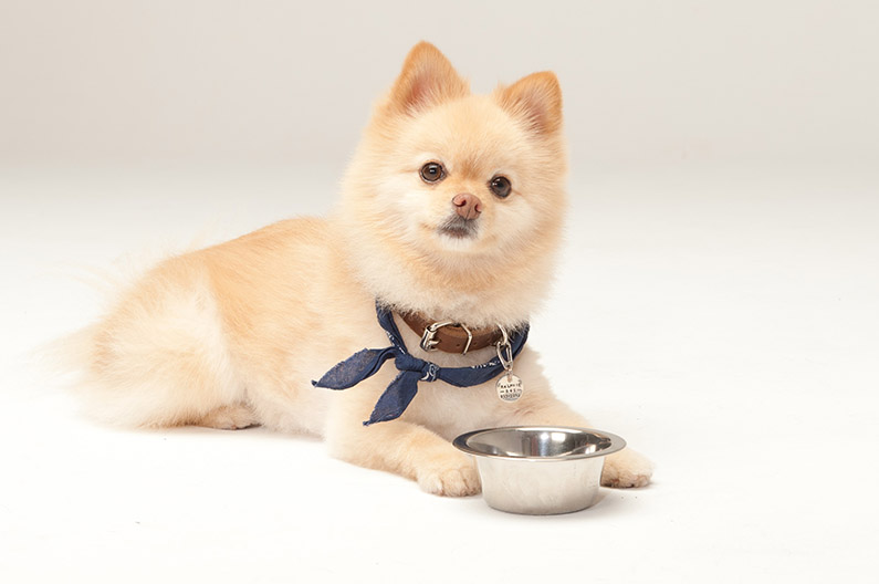 Wags! Dog Emporium photo 9