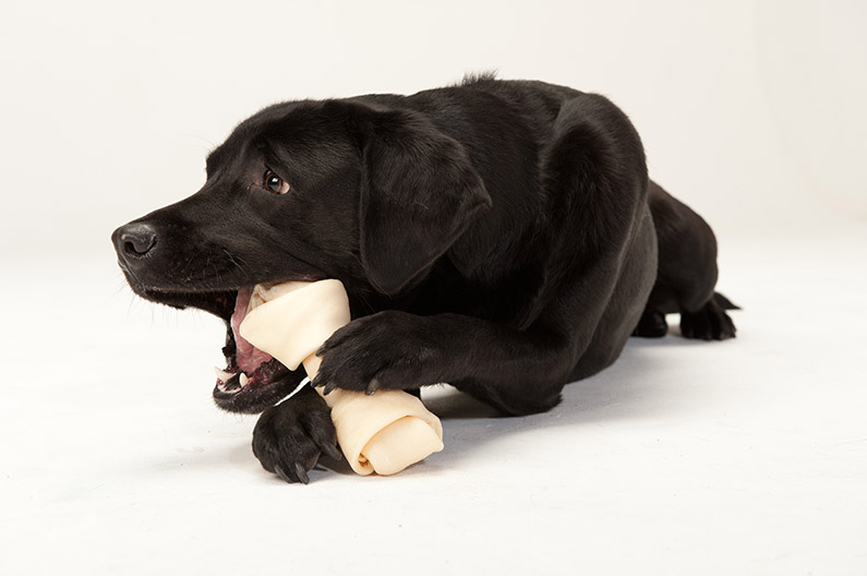 Wags! Dog Emporium photo 4